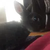 speedynoodle0
