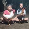 ayam_merpati_bali