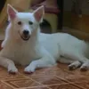 furbabes8