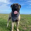 obi_wan_thebullmastiff