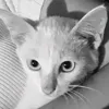 juliemeole