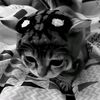 spiderikyy