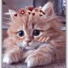 esraamohamed7076