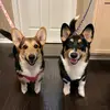 corgventures