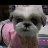 mydearshihtzu