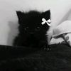 fel_443