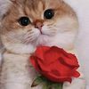 user5686087080508