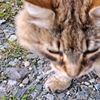 buddycats