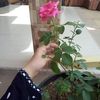 aflah7400