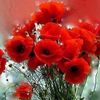 asmaattia681