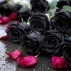 sue._salleh