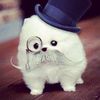 potatoo_090