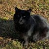 moonstone_604