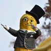 drbignut