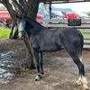 elpatron_13