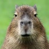 capybara6956