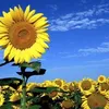 thanhbinh2770