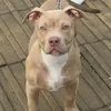 northeast_dream_bully