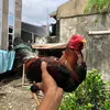 orlinorefuerzo24