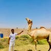 الديب العاوي ابو فرعين 🐺🐺