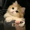 n.army7.1.0