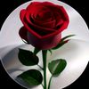 sadri567