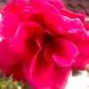 neve_123456