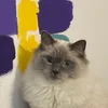 nor_ttok