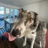 .rolothedogx