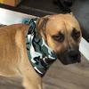 furmommyjax