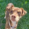 cacau_cachorrita