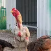 tamnguyenalifarm