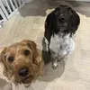 pawsomenemo
