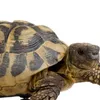 your_fav_turtle