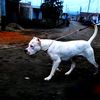 mufasa.dogoargentino1