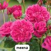 iqbalhossin227