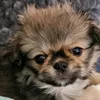 hundeundkatzenmama