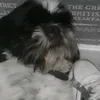 i.love.dogs.forever2
