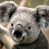 koala1591