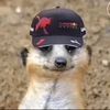 quintendave