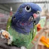 bobby_the_pionus_parrot