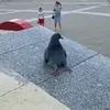 arahis_hamsterdam