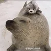 itsavaidk