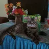 borarozy_cat