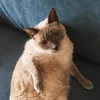 catnerdgr