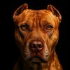 pitbull.lo
