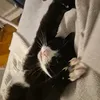 linnea_sessa