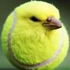 tennis_bird0000