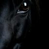 fasthorse_45