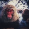 ginseng01